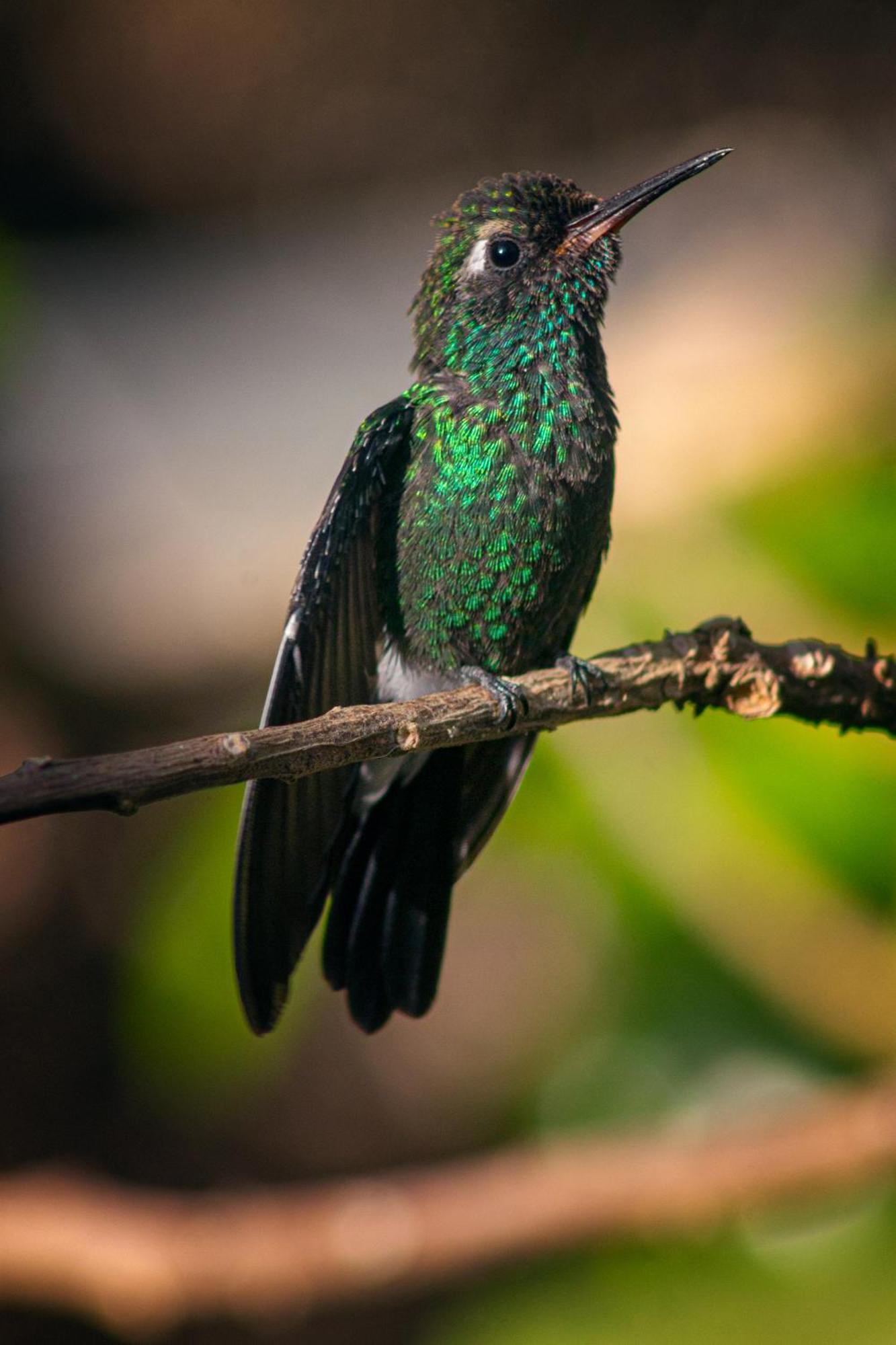 Вилла La Shamana - Ecological Concept In Jungle Кауита Экстерьер фото
